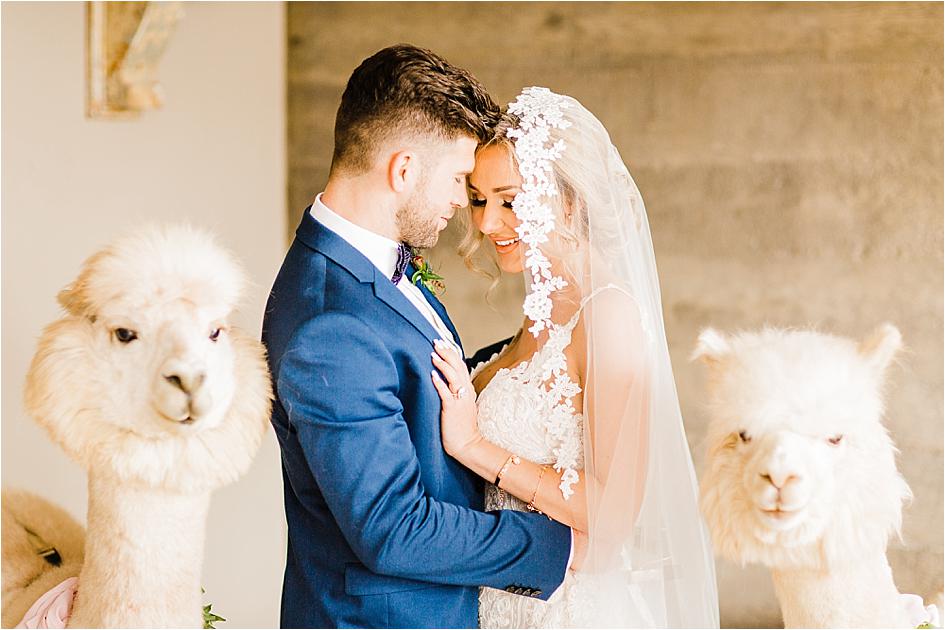 styled shoot, alpaca, wedding, oregon wedding, oregon bride, wedding alpacas, wedding inspo