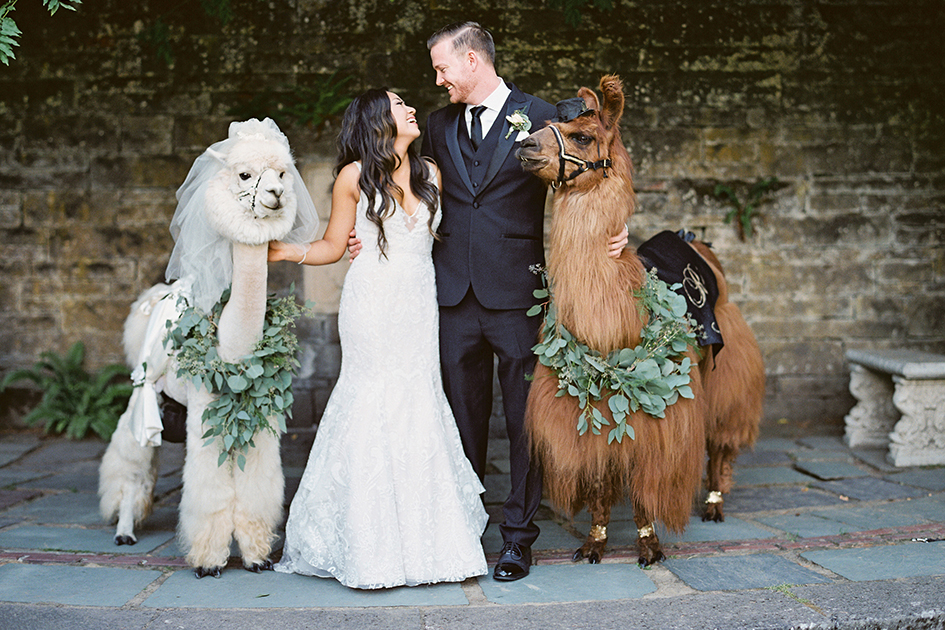 Stephanie and Nyles pose with llamas at their Fir Acres Estate Gardens wedding.